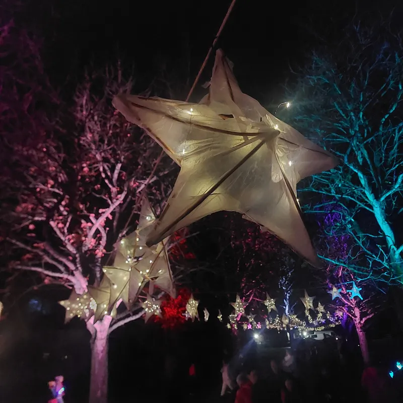 The trees at Cutteslowe Park looking beautiful in the dark lit up for the Light Festival with lanterns made by the school and other community groups