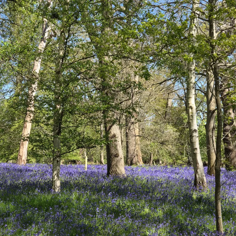 Bluebell woods at Harcourt Arboretum in spring!