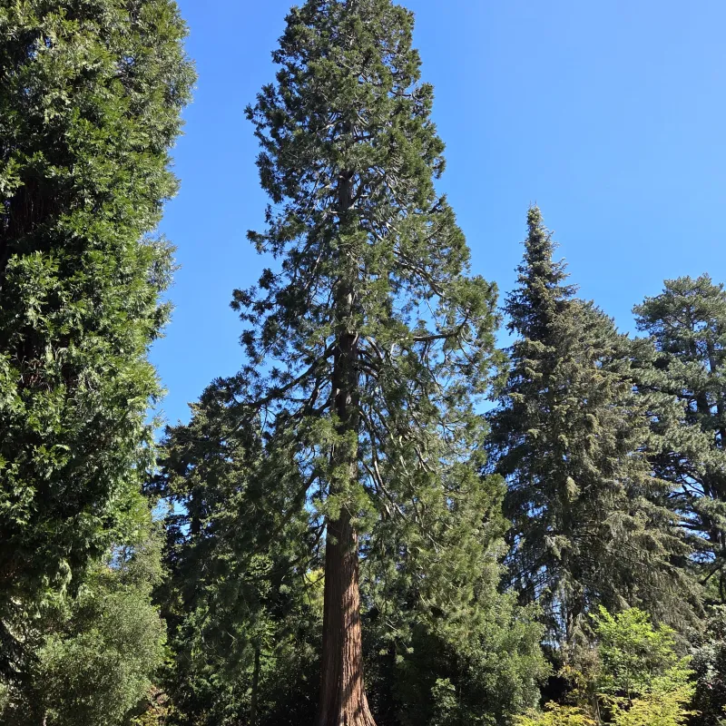 Pines at Harcourt Arboretum