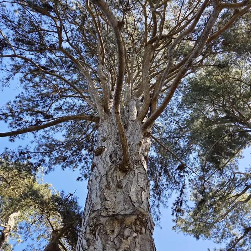 Pines at Harcourt Arboretum