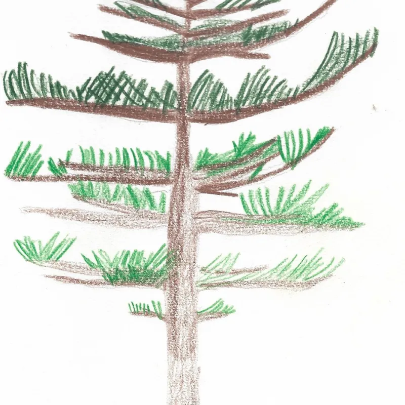 I really like drawing trees, it brings me a sense of peace and calm. My favourite is the weeping willow.