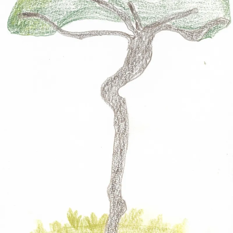 I really like drawing trees, it brings me a sense of peace and calm. My favourite is the weeping willow.