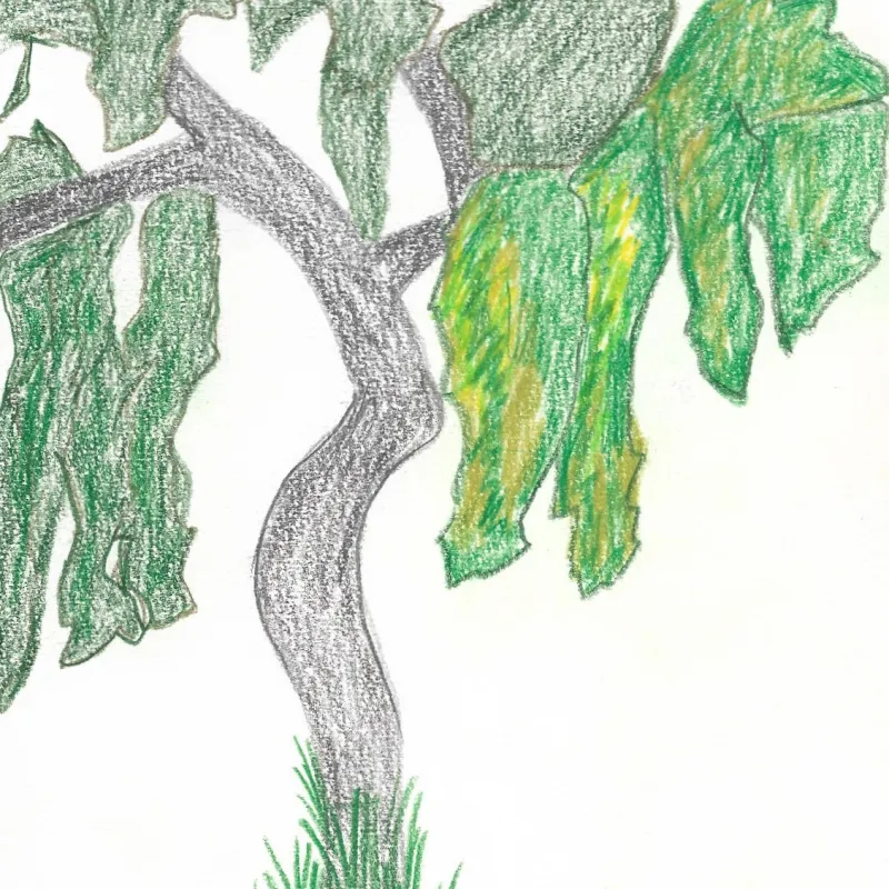 I really like drawing trees, it brings me a sense of peace and calm. My favourite is the weeping willow.
