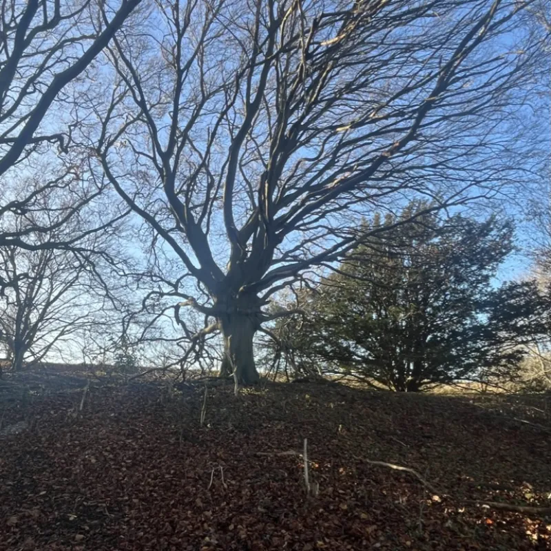 Trees in the Chilterns, one in my garden in Oxford