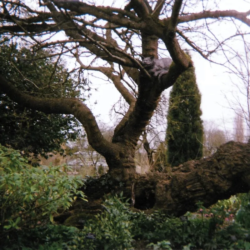 Sometimes trees can be fun. Curiouser and curiouser - can you spot the Chesire cat in this tree in the Botanic Gardens? Longevity is Lewis Carroll's middle name, Alice in Wonderland has stuck with us for a long time in Oxford.