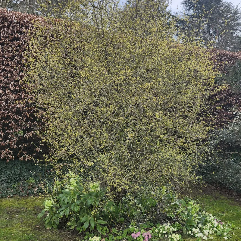 It is a small tree but lovely to look at in our garden, often catching the sunlight.
