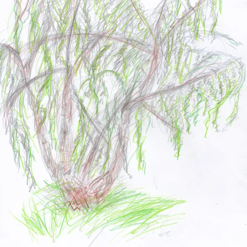 Drawings of favourite trees in the school playground by members of Cutteslowe Primary School's Eco Club. Many thanks to Hattie, Aadhya, Alice, Ariana, and Hatice (plus one other whose name is ilegible!) for your amazing pieces of art.