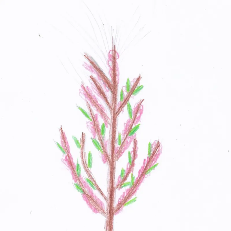 Drawings of favourite trees in the school playground by members of Cutteslowe Primary School's Eco Club. Many thanks to Hattie, Aadhya, Alice, Ariana, and Hatice (plus one other whose name is ilegible!) for your amazing pieces of art.