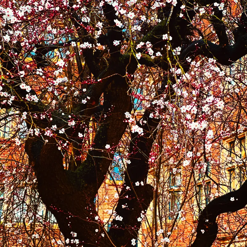As I’ve walked past this tree on Observatory Street over the years , I always enjoy the sight of the spring blossom, which brings me joy and hope , heralding the arrival of warmer weather.