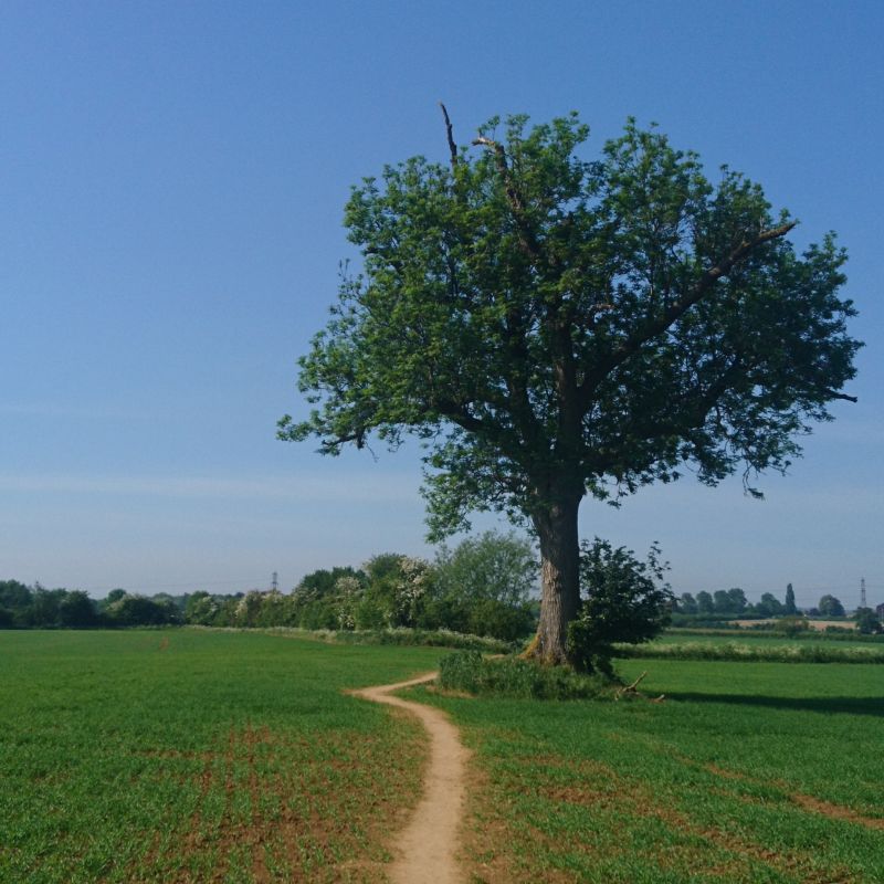 This young oak tree is a distinctive landmark in the farmers fields just north of Oxford, that I pass often when running towards Kidlington or Islip. It seems to stand as a sentinel over the crops, and is well used as a perch by crows and red kites.