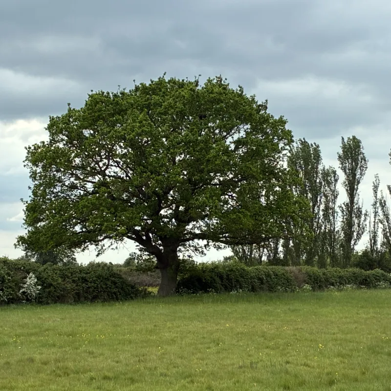 This tree is on a path I walk 4-5 times a week. It is open, vast and inviting. It beckons me in to go sit under it, to read in its shade, or bury some treasure for future generations to find. And one of these days I might just do one of those things. But I always enjoy the view.