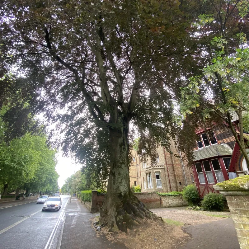 Beautiful tree - maybe a Copper Beech - which must be late 1800s, still retaining the shape of a long removed wall