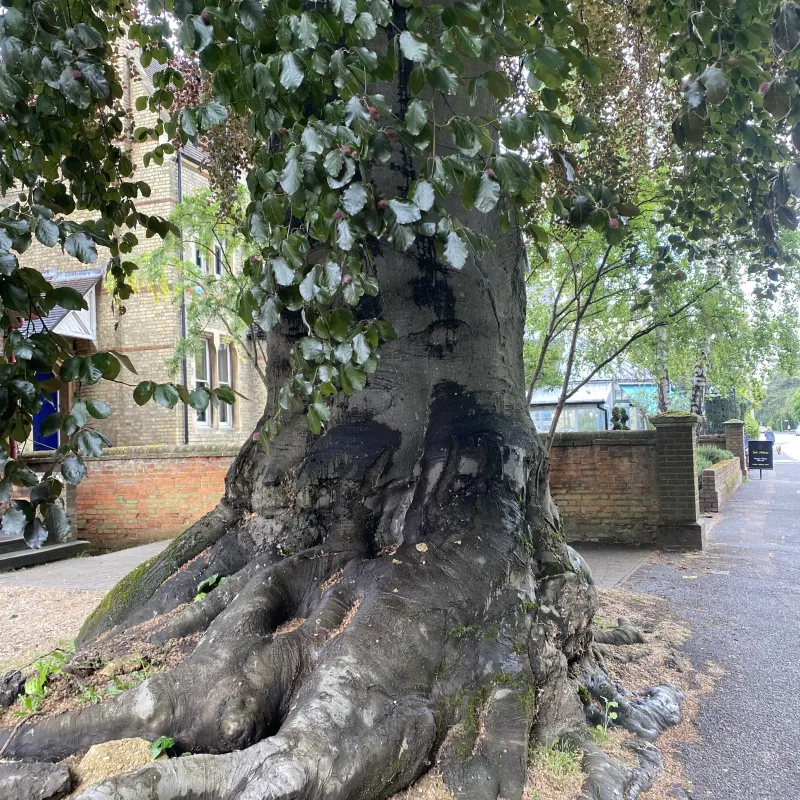 Beautiful tree - maybe a Copper Beech - which must be late 1800s, still retaining the shape of a long removed wall