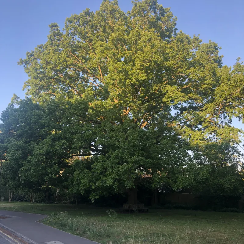 I often pass this tree on the way to work. It’s a magnificent specimen. I love the fact that a bench has been placed around its trunk, that it’s in the hospital grounds and close to a Nursery. Somehow its huge canopy speaks of care and protection…wholly appropriate given its location!