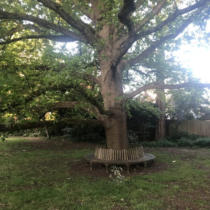I often pass this tree on the way to work. It’s a magnificent specimen. I love the fact that a bench has been placed around its trunk, that it’s in the hospital grounds and close to a Nursery. Somehow its huge canopy speaks of care and protection…wholly appropriate given its location!