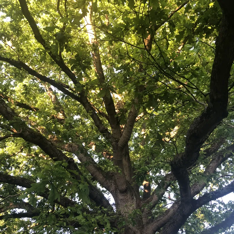 I often pass this tree on the way to work. It’s a magnificent specimen. I love the fact that a bench has been placed around its trunk, that it’s in the hospital grounds and close to a Nursery. Somehow its huge canopy speaks of care and protection…wholly appropriate given its location!