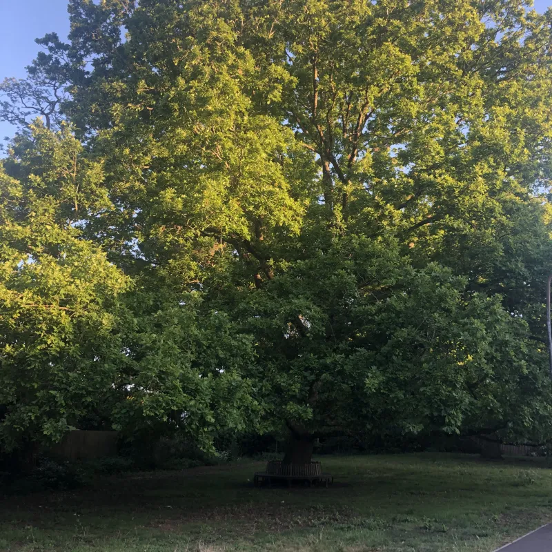 I often pass this tree on the way to work. It’s a magnificent specimen. I love the fact that a bench has been placed around its trunk, that it’s in the hospital grounds and close to a Nursery. Somehow its huge canopy speaks of care and protection…wholly appropriate given its location!