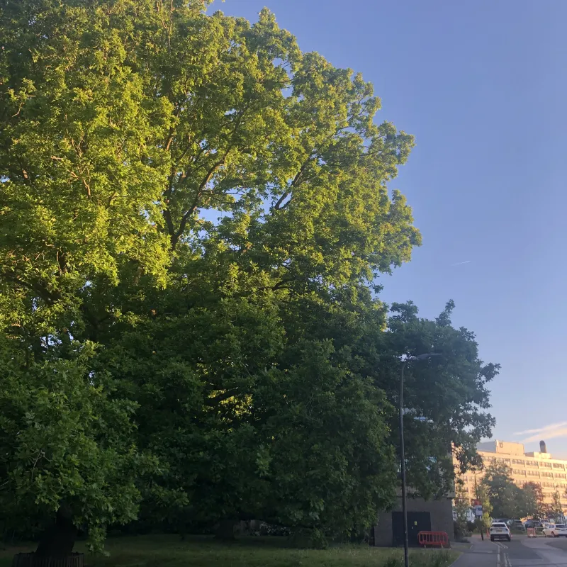 I often pass this tree on the way to work. It’s a magnificent specimen. I love the fact that a bench has been placed around its trunk, that it’s in the hospital grounds and close to a Nursery. Somehow its huge canopy speaks of care and protection…wholly appropriate given its location!