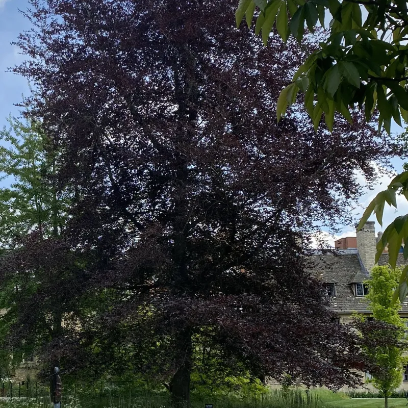 Back in the 1970s I had a room in college that looked out over this tree and others in the gardens - beautiful (and very privileged) surroundings in which to study and/or relax.