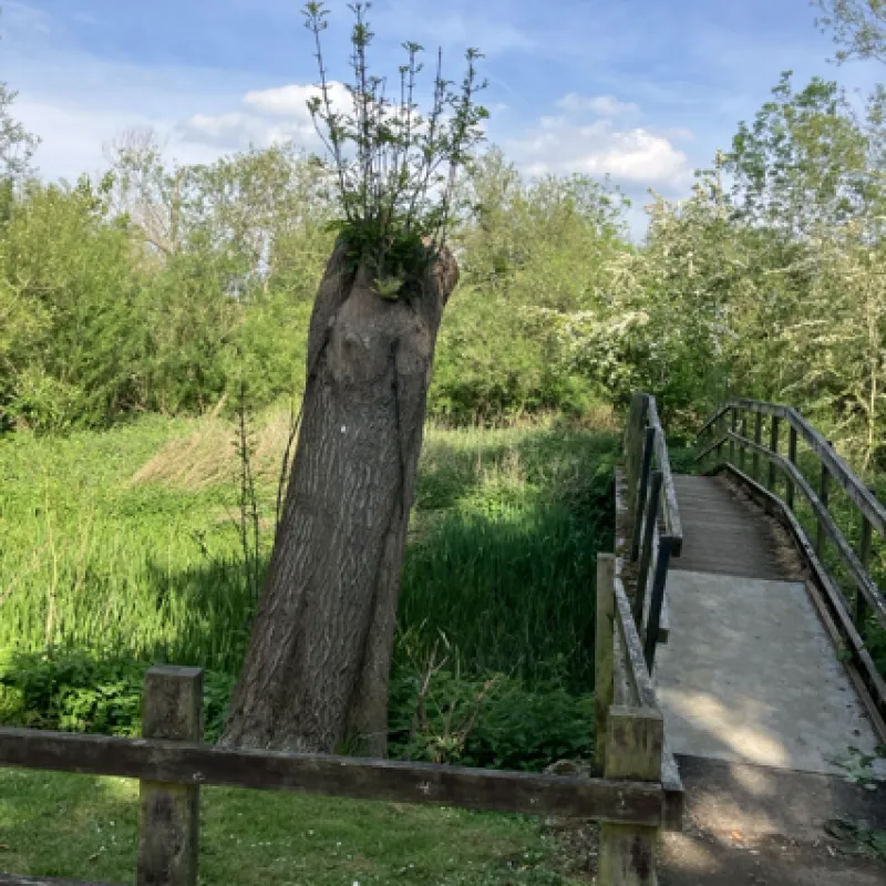 Life finds a way - I call this tree 'Defiance' and pass it often on local walk