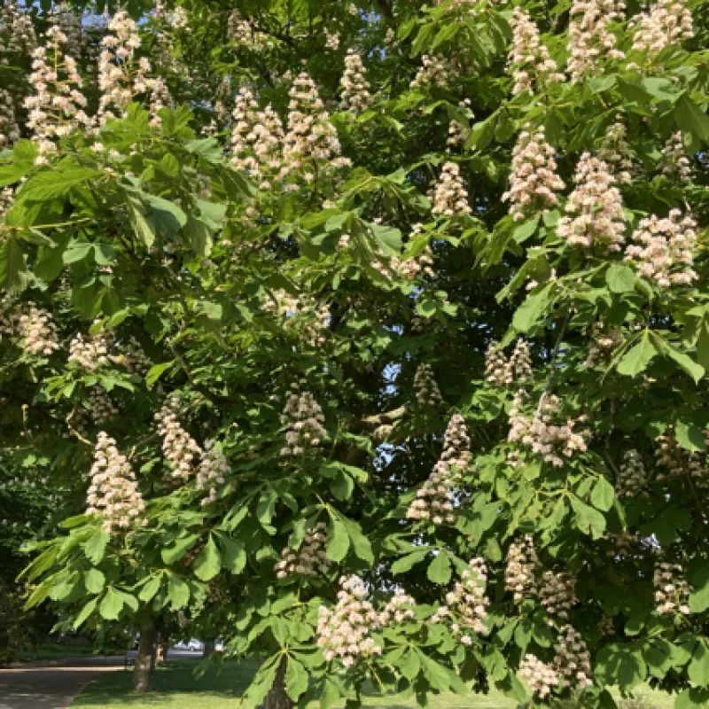 The horse chestnut trees in Cutteslowe Park bring great conical blossom in Spring, and conkers in the Autumn.