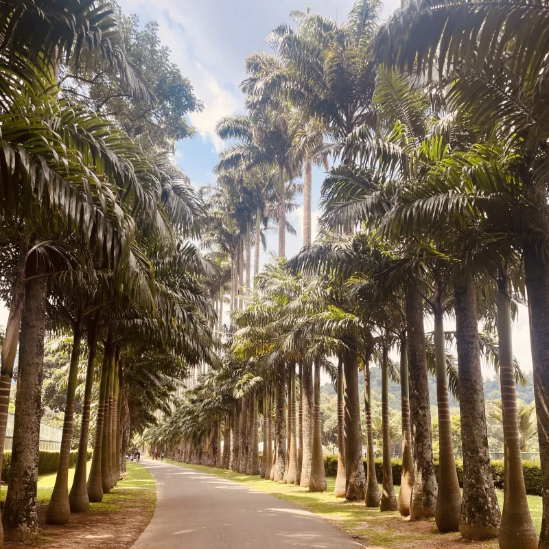 Magical avenue of trees giving us shade from the heat in Kandy’s Botanical Gardens, Sri Lanka.