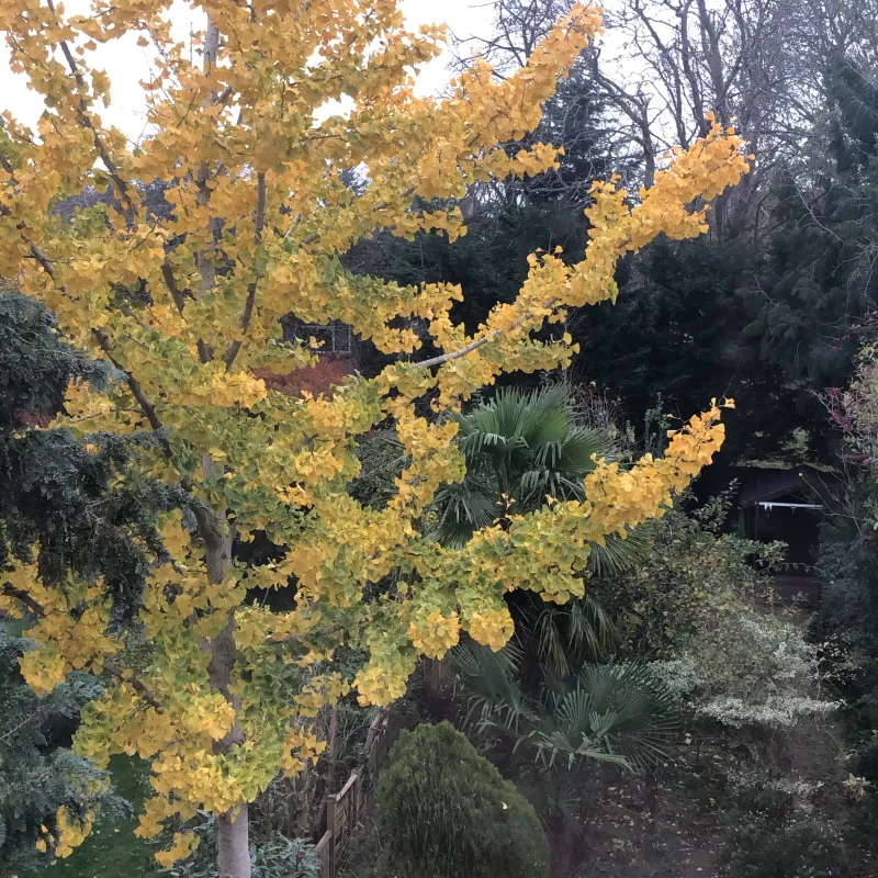 A ginkgo in our garden. This species dates back to prehistoric times, and is found in Buddhist temples in China. It tolerates pollution well, so does well in cities.