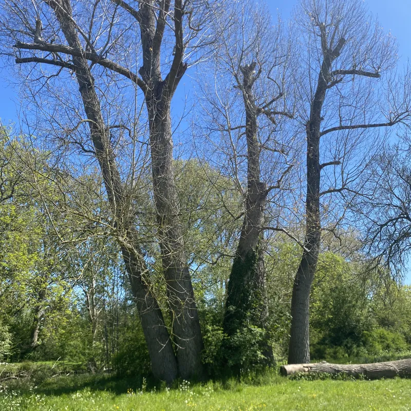The size of this tree is striking. I can’t help but wonder at the time spent it spent growing, the winters and summer it stood through and the change it may have seen.