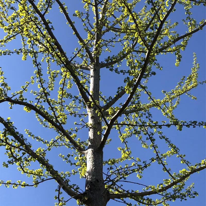 A ginkgo in our garden. This species dates back to prehistoric times, and is found in Buddhist temples in China. It tolerates pollution well, so does well in cities.