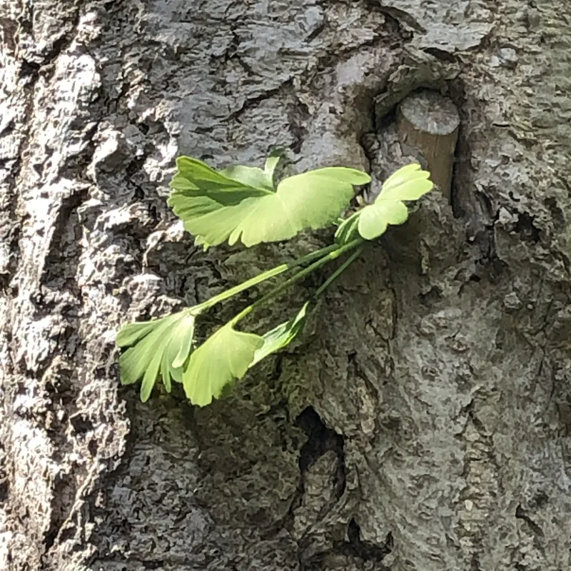A ginkgo in our garden. This species dates back to prehistoric times, and is found in Buddhist temples in China. It tolerates pollution well, so does well in cities.