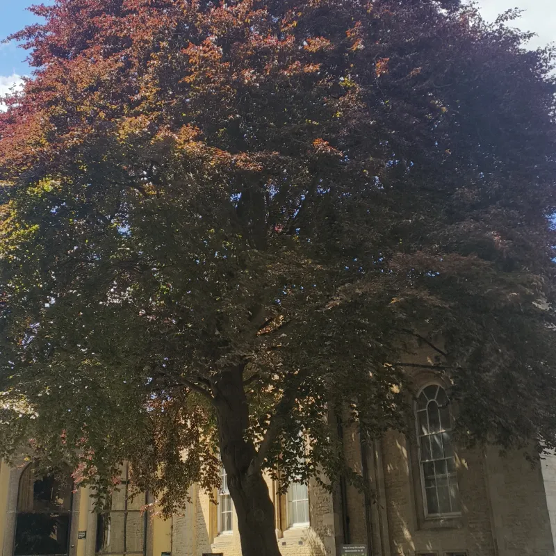 Surrounded by County Hall on three sides and enclosed in concrete, this tree is not only still standing by stands taller than the Victorian building next to it. A powerful reminder of nature's endurance.