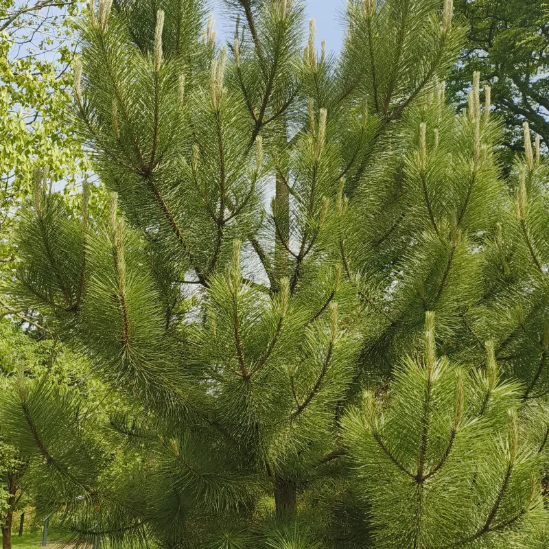 A beautiful pine tree that has survived when it's 'parent tree' was felled by a storm.