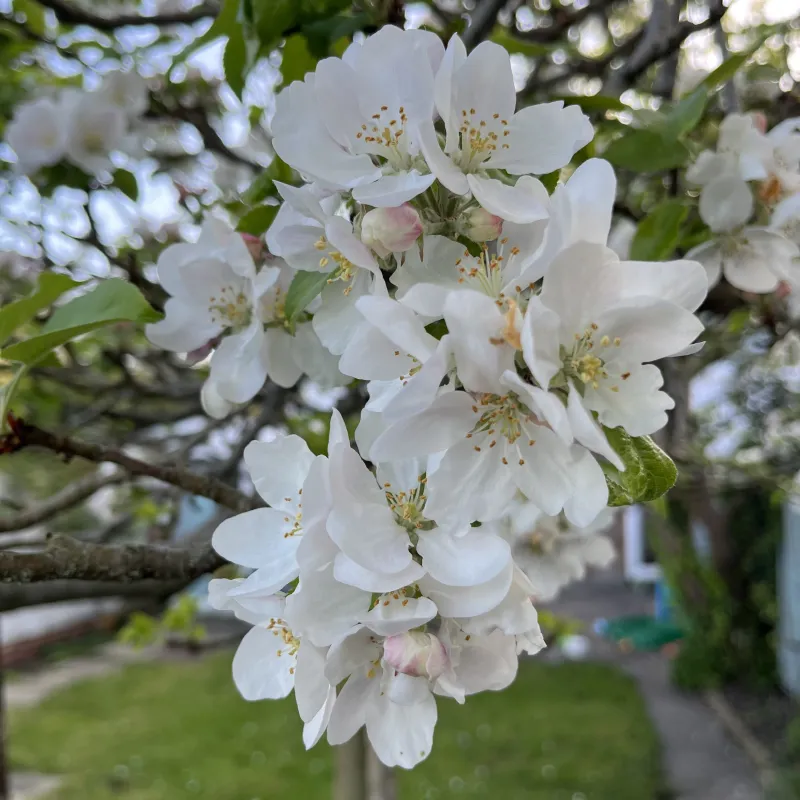 This apple tree is in our garden - a happy surprise when we moved into this house. The white and pink blossom  reminds me of the beauty and joy of Spring and the scattered petals look like confetti at a celebration as they fall around the garden. In Summer we get to enjoy many delicious apples, apple crumbles, apple cakes, and apple pies which we also get to share with friends and loved ones.