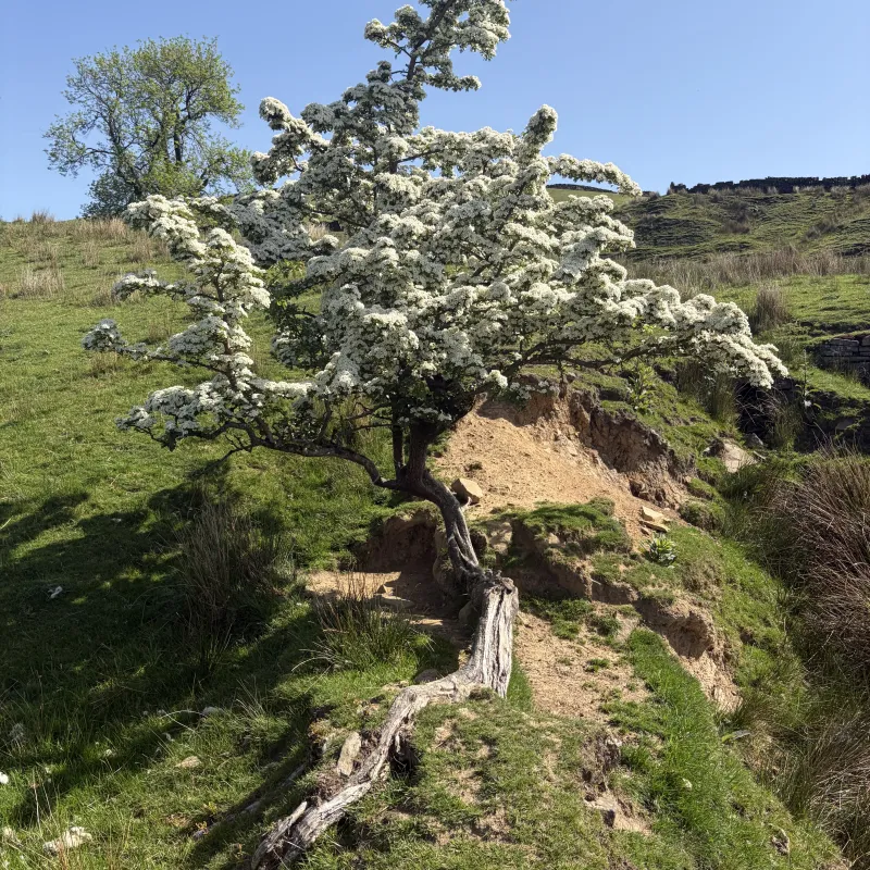 Saw this tree and my first thought was Jonathan would like that tree. So I snapped a picture.