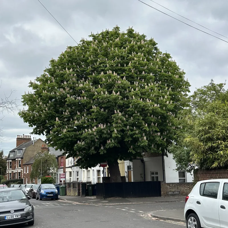 I love it in spring when the blossom is out. It’s so beautiful and reminds me that, even if the human world is chaotic, there is hope to be found in the patterns of nature.
