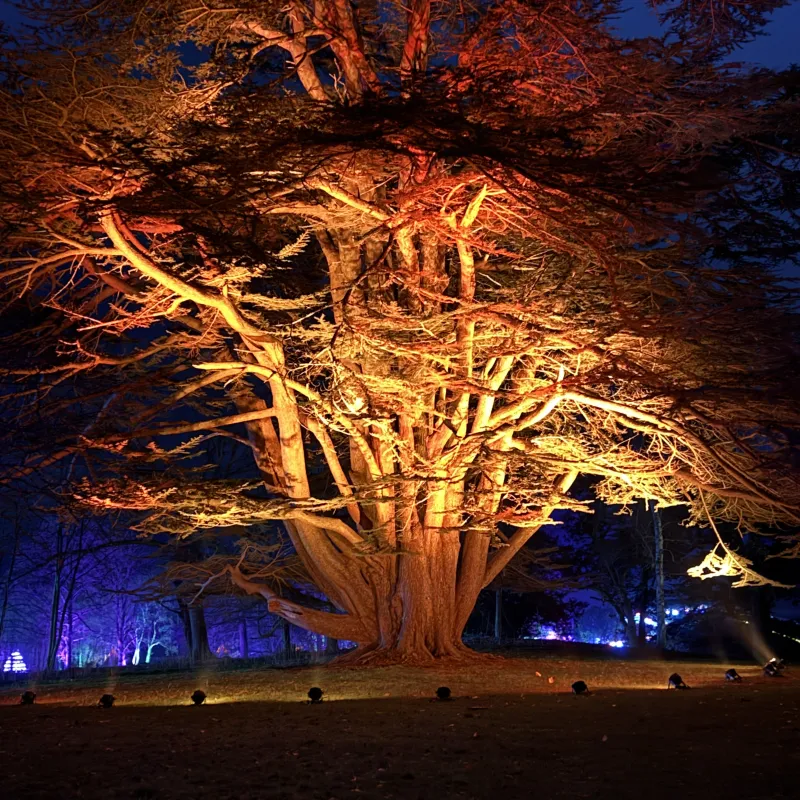 The Christmas Lights Trail at Blenheim is always a favourite - and the trees are really the stars of the show!  I love the way the lights bring these magnificent ancient trees to life - displaying the incredible complexity and beauty of their branches.