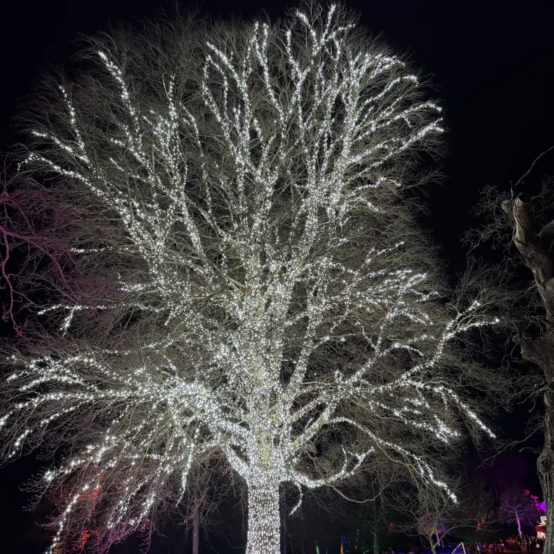 The Christmas Lights Trail at Blenheim is always a favourite - and the trees are really the stars of the show!  I love the way the lights bring these magnificent ancient trees to life - displaying the incredible complexity and beauty of their branches.