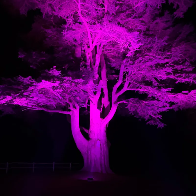 The Christmas Lights Trail at Blenheim is always a favourite - and the trees are really the stars of the show!  I love the way the lights bring these magnificent ancient trees to life - displaying the incredible complexity and beauty of their branches.