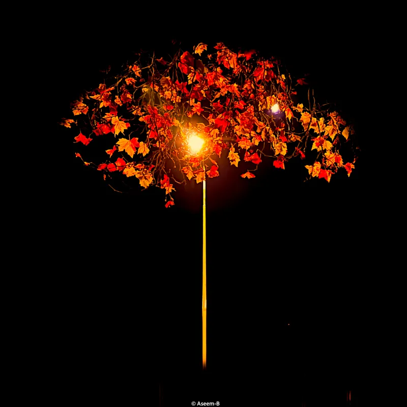 I loved the way the background street lamps changed the shape and colours of the trees, setting them alight . It’s almost like they were shape-shifting at night.
