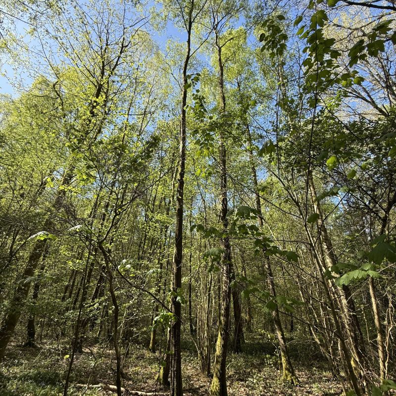 I love walking through forests especially when you can stand amongst the cathedral of towering trees. Listening to the leaves rustling, the birds singing.

Today we’ve come for a walk to see the Bluebells.