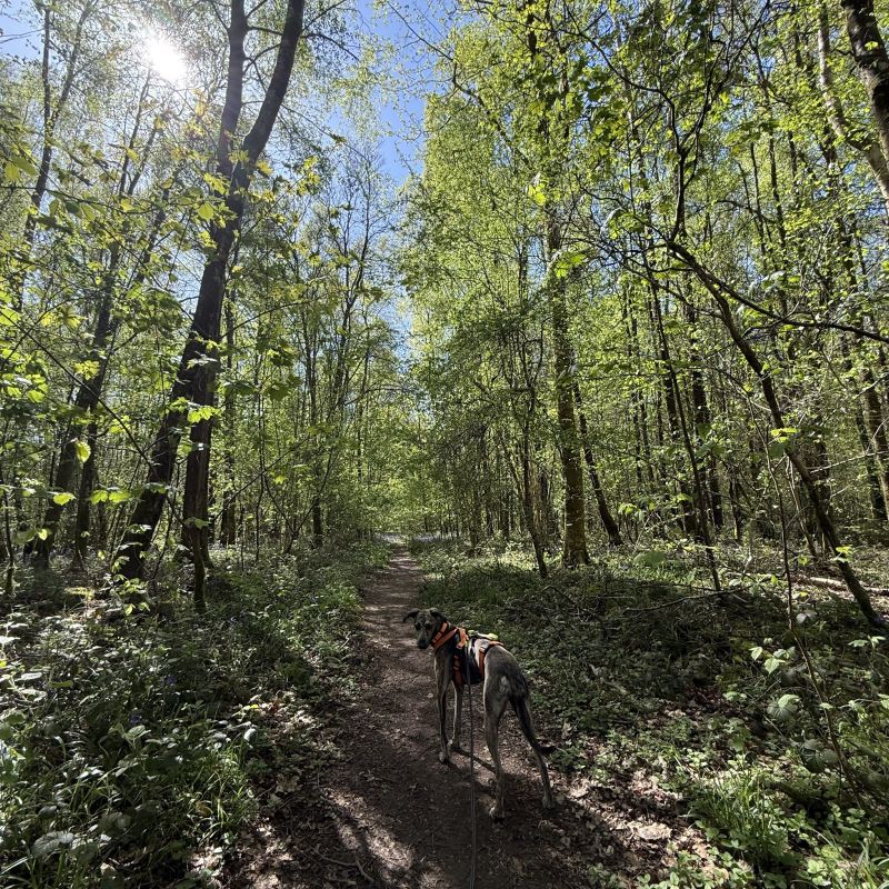 I love walking through forests especially when you can stand amongst the cathedral of towering trees. Listening to the leaves rustling, the birds singing.

Today we’ve come for a walk to see the Bluebells.