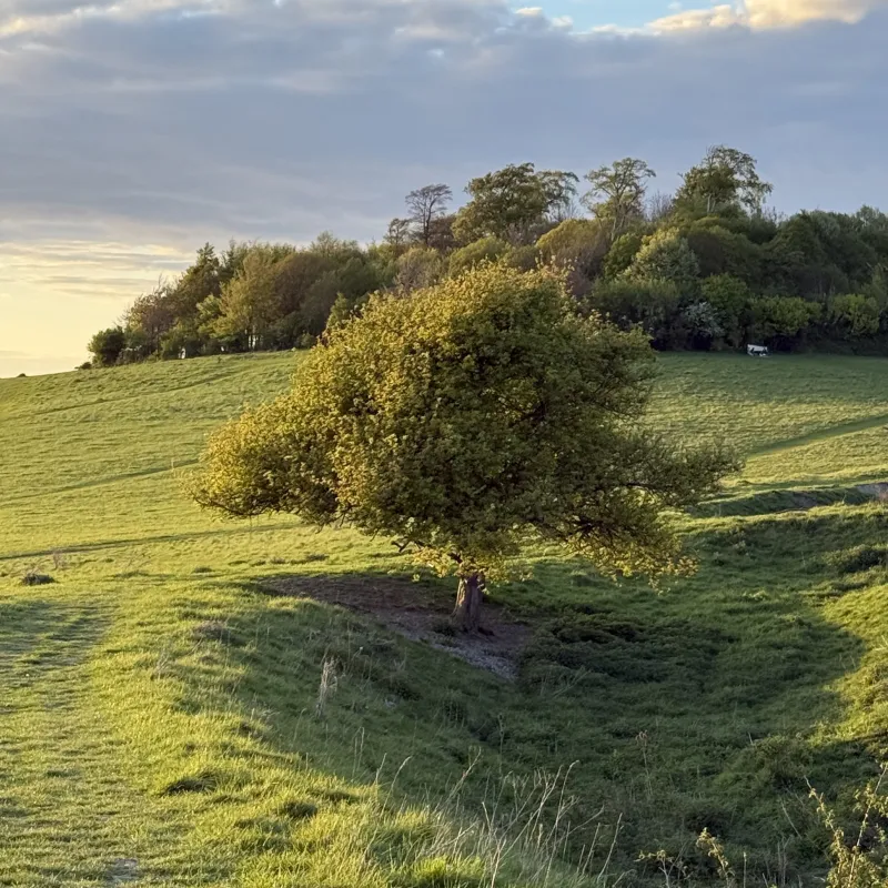 I've been watching this tree on our walks over the Clumps. It is slightly shielded by hillside and so it already looks full of leaves.