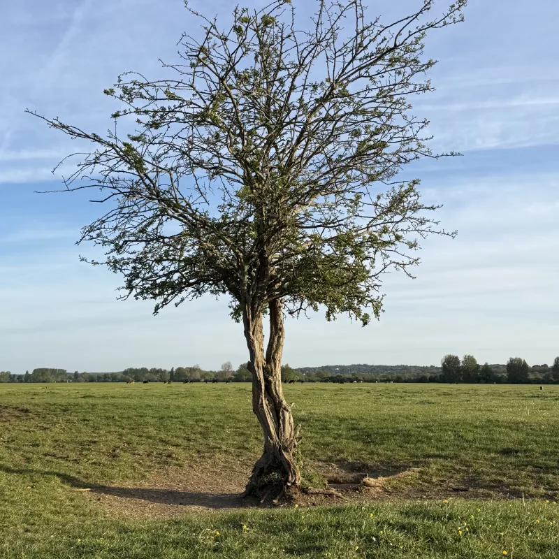 Our last visit to Port Meadow was when it was flooded. Back to the car was through a puddle which was so deep and flooded our wellies!

These trees are starting their lives, but they look so weathered already

Plus, you can’t visit Port Meadow without walking through the herd of cows.