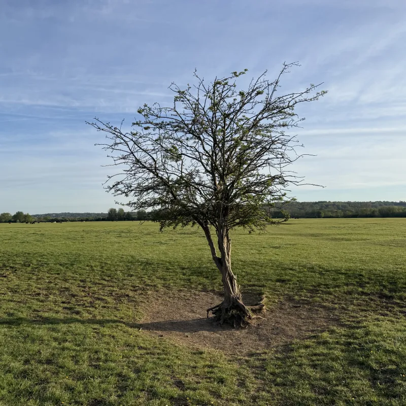 Our last visit to Port Meadow was when it was flooded. Back to the car was through a puddle which was so deep and flooded our wellies!

These trees are starting their lives, but they look so weathered already

Plus, you can’t visit Port Meadow without walking through the herd of cows.