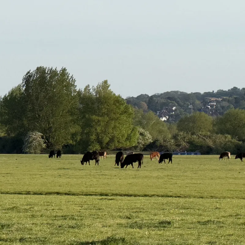 Our last visit to Port Meadow was when it was flooded. Back to the car was through a puddle which was so deep and flooded our wellies!

These trees are starting their lives, but they look so weathered already

Plus, you can’t visit Port Meadow without walking through the herd of cows.