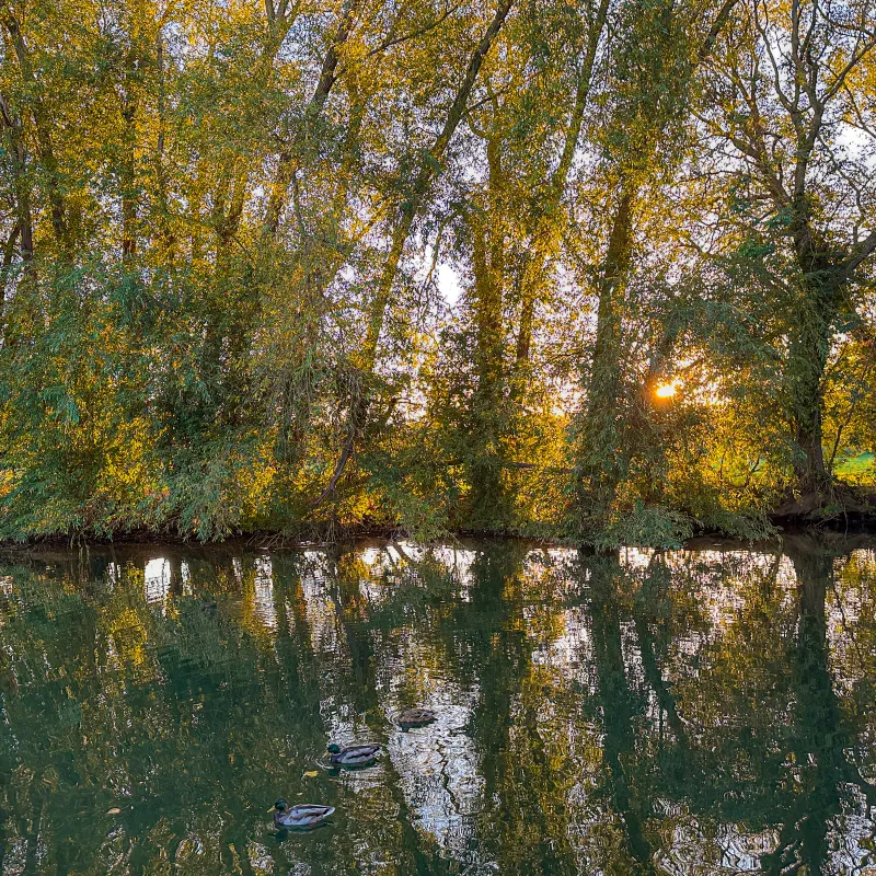 I love the watery tree-flections which appear in the canal as the sunlight hits these trees at the end of the day.