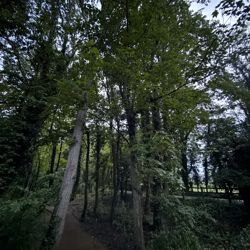 Another favourite dog walk around Radley Lakes. This tree has a creeper which continues to grow up the trunk, and has caused the trunk to take on the shape.