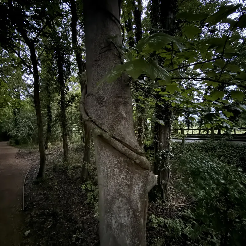 Another favourite dog walk around Radley Lakes. This tree has a creeper which continues to grow up the trunk, and has caused the trunk to take on the shape.