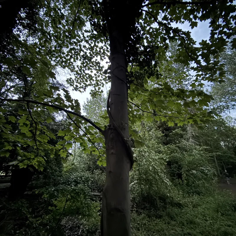 Another favourite dog walk around Radley Lakes. This tree has a creeper which continues to grow up the trunk, and has caused the trunk to take on the shape.