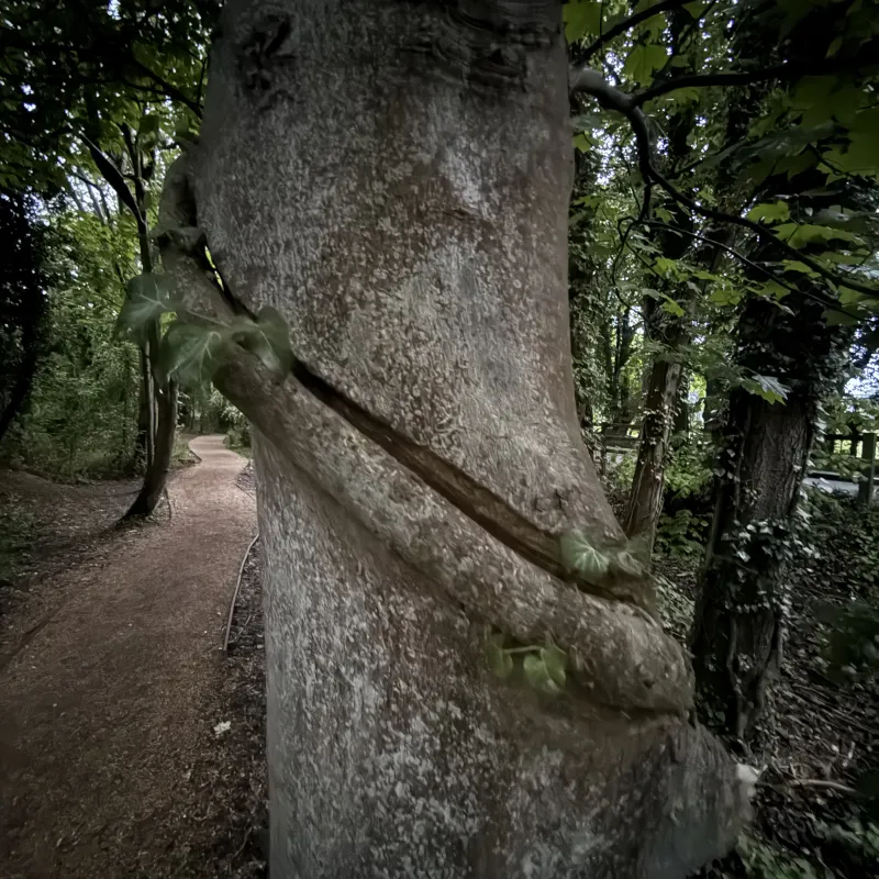 Another favourite dog walk around Radley Lakes. This tree has a creeper which continues to grow up the trunk, and has caused the trunk to take on the shape.